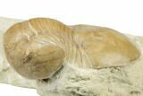 1.6" Illaenus Dalmani Trilobite Fossil - Russia - #191161-1